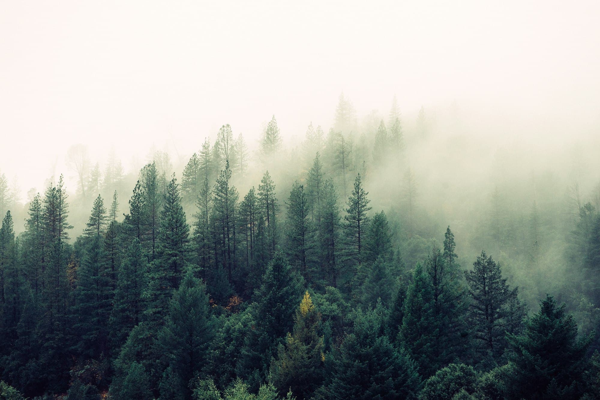 Fog moving through a pine forest